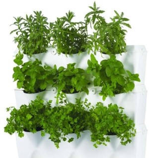 Bylinky v závěsných květináčích